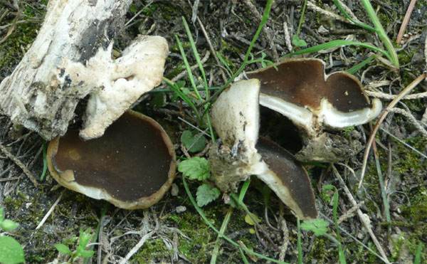 Helvella o Discina